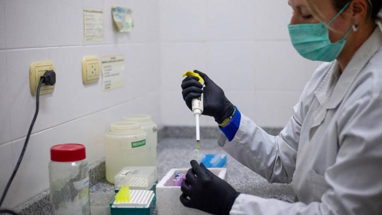 Se detectaron tres nuevos casos de hantavirus en Argentina y el número de contagios se eleva a 105