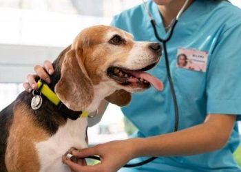 Alerta en Córdoba por una enfermedad mortal que afecta a perros y puede contagiar a humanos