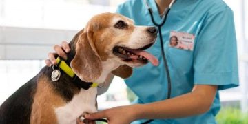Alerta en Córdoba por una enfermedad mortal que afecta a perros y puede contagiar a humanos