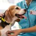 Alerta en Córdoba por una enfermedad mortal que afecta a perros y puede contagiar a humanos