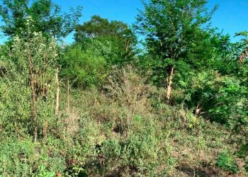 Jornada sobre control de renovales reunió a productores en Clorinda