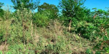 Jornada sobre control de renovales reunió a productores en Clorinda