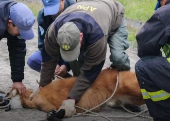 Laguna Blanca: rescataron a un aguará guazú que ingresó a una vivienda