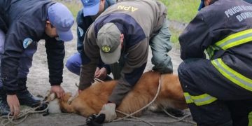 Laguna Blanca: rescataron a un aguará guazú que ingresó a una vivienda