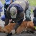 Laguna Blanca: rescataron a un aguará guazú que ingresó a una vivienda