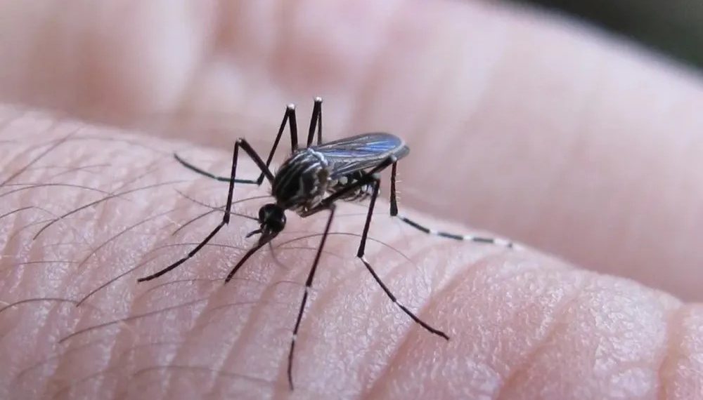 Nación notificó 258 casos nuevos de fiebre chikungunya y dos de dengue