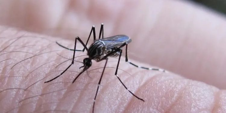 Nación notificó 258 casos nuevos de fiebre chikungunya y dos de dengue