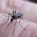 Nación notificó 258 casos nuevos de fiebre chikungunya y dos de dengue