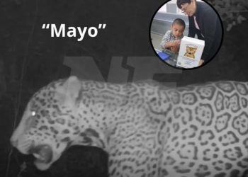 El público eligió el nombre del 11° yaguareté del Chaco argentino
