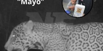 El público eligió el nombre del 11° yaguareté del Chaco argentino