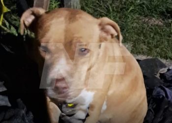 Detuvieron a un hombre acusado de abusar de una Pitbull en Villafañe