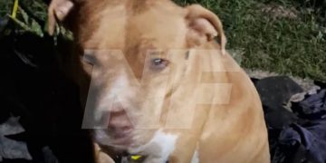 Detuvieron a un hombre acusado de abusar de una Pitbull en Villafañe