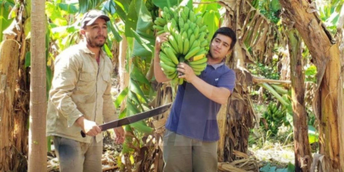 Productores formoseños alertan por el ingreso irregular de bananas importadas