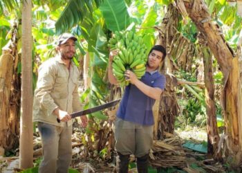 Productores formoseños alertan por el ingreso irregular de bananas importadas