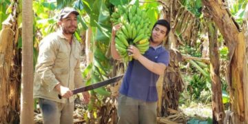 Productores formoseños alertan por el ingreso irregular de bananas importadas