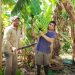 Productores formoseños alertan por el ingreso irregular de bananas importadas