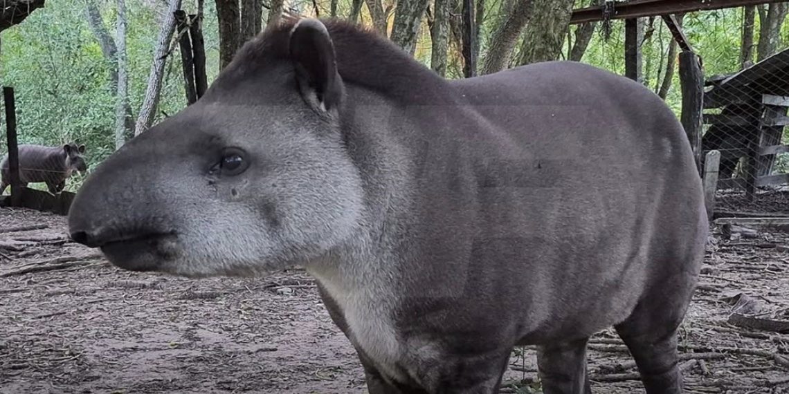 Liberaron en Formosa a «Paz», una tapir criada en Guaycolec