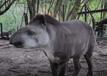 Liberaron en Formosa a «Paz», una tapir criada en Guaycolec
