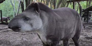 Liberaron en Formosa a «Paz», una tapir criada en Guaycolec
