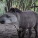 Liberaron en Formosa a «Paz», una tapir criada en Guaycolec